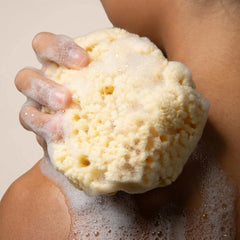 Sea Sponge